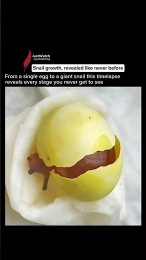 Snail Life From Egg to Giant Snail in Seconds #education #scienceexplained