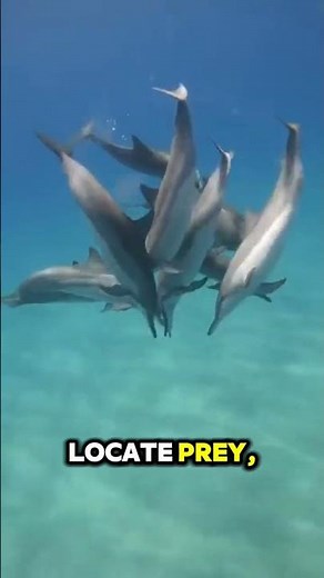 Meet the Dolphins the ocean's smartest swimmer🌊 🐬 #facts #nature#didyouknow #wildlife#animalfacts