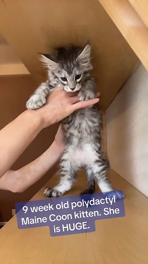 #polydactylkitten #polydactylcat #polydactyl #mainecoon #mainecoonkitten #mainecoonkittens #mainecooncats