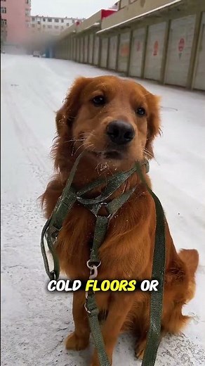 Why Dogs Shiver When They’re Cold