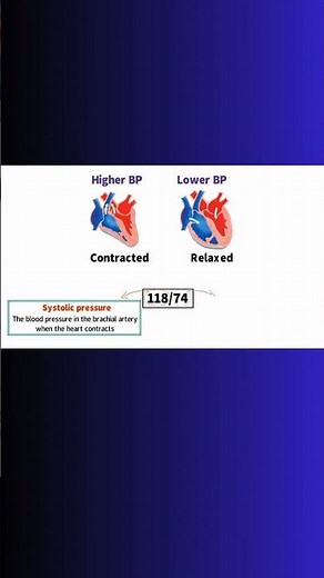 SYSTOLIC vs. DIASTOLIC BLOOD PRESSURE! #bloodpressure #cardiovascular #heart #physiology #arteries