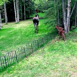 Newborn moose needs mama after attempting to clear fence. | Lauren Sorrentino