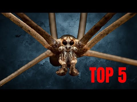 The Top 5 Coolest Spiders!