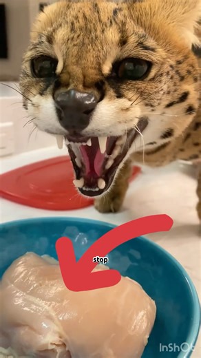 3 Savannah Cat Facts You NEED to Know Before Getting One