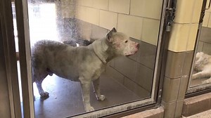 Update: Adopted for Rescue ‼️LAST CALL! ‼️Roman is scheduled for EUTHANASIA per Riverside Shelter’s Official Webpage. Roman can be euthanized today 6/20/19. Please contact the rescue coordinators at the info below if you can save him. He’s a very calm, old dude, who definitely deserves a second chance at life. Please share everywhere! 💔 Please share this video compilation of Roman! His poor old body just wants to be loved! 😥 Rescue phone: 951-358-7302 Rescue email: rescue@rivco.org Link to Riv