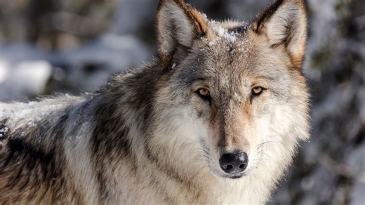 FWP proposes new wolf hunting, trapping regulations