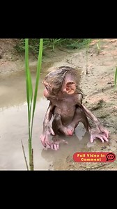 Abandoned Baby’s Fearful Tears | Baby Monkey