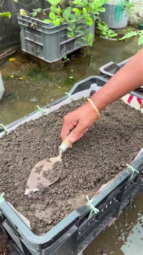 A unique way to making compost from garden trays and easy to harvest #plants #nature #flowers