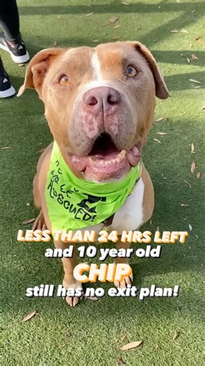 VERY SAD TO SHARE THAT CHIP DID NOT FIND HIS SAFE EXIT. REST IN PEACE SWEET BOY. 🆘🚨NEEDS A LONG TERM FOSTER ASAP!! MEDICALLY ALERTED SENIOR!! - MUST EXIT SHELTER BY FRIDAY 10/21 @ 4PM!!🚨🆘 We absolutely love this 10 year old fella and everyone that has met him, feels the same way! It’s impossible to not fall hard for Chip once you get to experience his oober sweet personality! He likes fetch, did well during bath time with the groomer, and will gladly show off his basic commands for treats, b