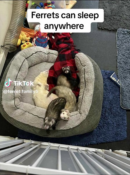 Silly Sully: The Cutest Ferret Sleeping Anywhere