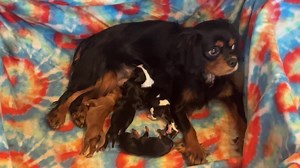 63K views · 3.8K reactions | The miracle of birth never gets old. ♥️ | Puppy Perfectionist | Facebook