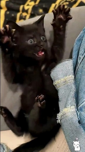 Cute kitten compilation that will make you smile! 😻✨ #kittens #cat #cute