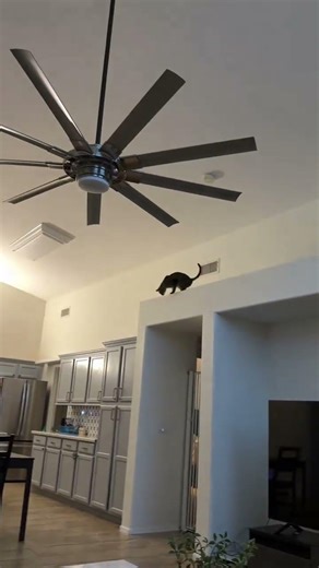 @tubbytabbyrescue: #cat #catlover #kitty