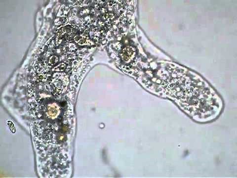 Mouvement amiboïdal