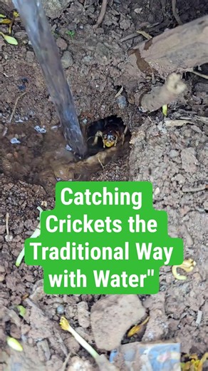 Catching Crickets the Traditional Way with Water