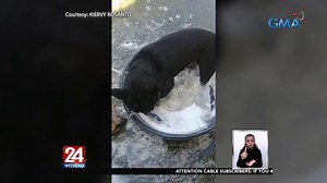 WATCH: Viral video shows dog doing laundry