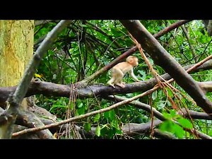 Jungle Acrobatics! Playful Baby Monkey Practices Climbing