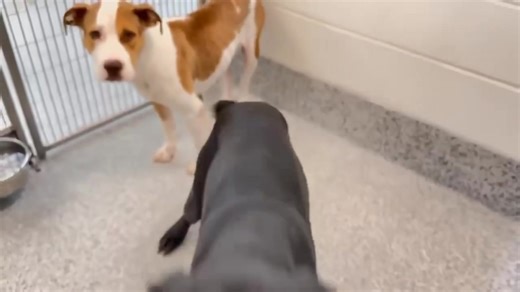 ‼️‼️𝐂𝐥𝐨𝐯𝐞 𝐚𝐧𝐝 𝐁𝐫𝐢𝐚𝐫 𝐜𝐚𝐦𝐞 𝐢𝐧 𝐭𝐨𝐠𝐞𝐭𝐡𝐞𝐫 𝐚𝐧𝐝 𝐚𝐫𝐞 𝐤𝐞𝐧𝐧𝐞𝐥𝐞𝐝 𝐭𝐨𝐠𝐞𝐭𝐡𝐞𝐫 ! 𝐁𝐨𝐭𝐡 𝐚𝐫𝐞 𝐮𝐫𝐠𝐞𝐧𝐭!! 🐾GORGEOUS Clove A645190 1 1/2 YEARS OLD GIRL 🚩UNALTERED FEMALE LAB RETRIEVER 62 POUNDS HEARTWORM NEGATIVE DOG/PEOPLE FRIENDLY PICKED UP WITH KENNELMATE, 🩵Clove A645190 https://24petconnect.com/DetailsMain/HRRS/A645190 Kennel mates 🩵Briar A645189, https://24petconnect.com/DetailsMain/HRRS/A645189 KENNEL 2B01 STRAY 10/21/25 🐾BRIAR IS 3 YEARS OLD 🚩UN