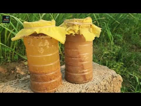 Just Blend This Common Kitchen Waste and Your Plants Will Love It