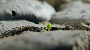 LIVING VOLCANOES ISO