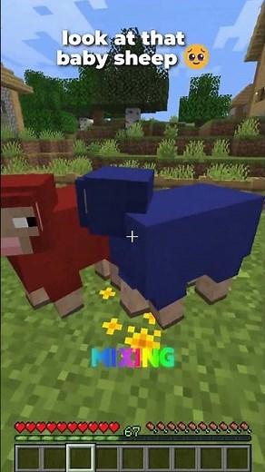 Mixing Colors on a Baby Sheep in Minecraft! 🐑💜
