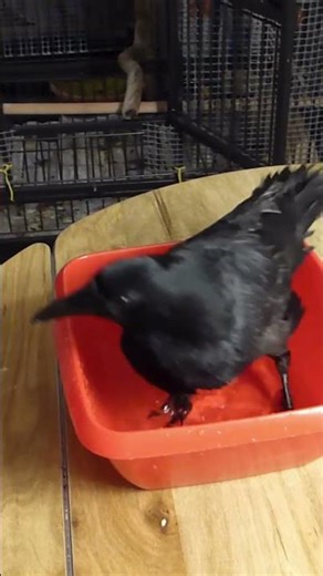 Crow in small tub #birds #crow