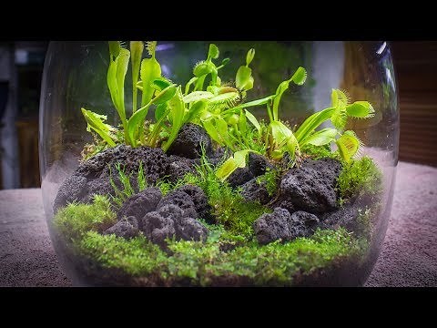 The Venus Fly Trap Terrarium