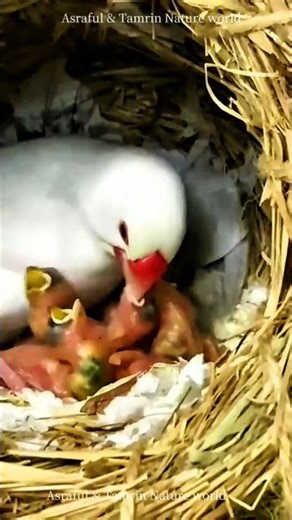 Java Finch Mother Feeding Her Cute Babies! 😍 | Birds Love Story 🕊️#viralvideo