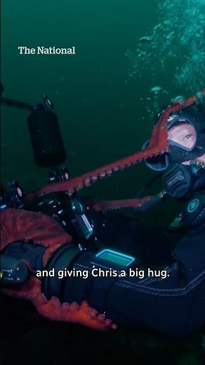 This giant Pacific octopus was ready for its close-up