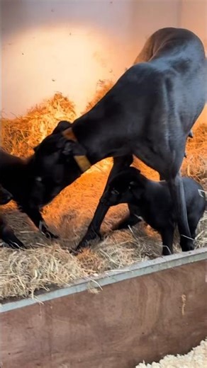 Real Hunting Dog Training: From Puppy to Pro🐕🐕#puppy #greyhounddog #dogtraining