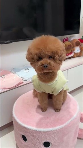 #cute #petsrule #poodle #doggielife #doglove #crochet #dog #toypoodle #pets #cutedog