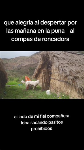 #balando en la puna al conpas de roncadora ❤️❤️💪💪🥹