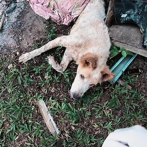 396K views · 1K reactions | There are countless animals on the streets of Thailand who are suffering in silence and need urgent medical care. Many of them are sick or seriously injured and won’t make it without life-saving emergency treatment. They have no one to care for them. Only with your help can they receive the treatment and care they need. Will you please help them? | Soi Dog Foundation | Facebook