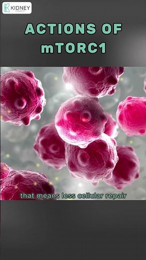 Role of mTORC1 in Human Body | #mTOR #Rapamycin