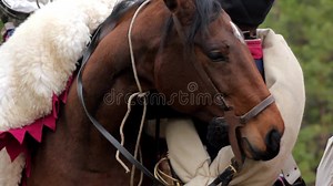 French Cavalry Saddle Horse Stock Video - Video of saddling, russia: 100472143