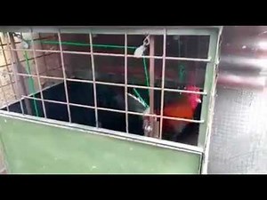 Aseel Murga training for fight 2020 [exercise for aseel]