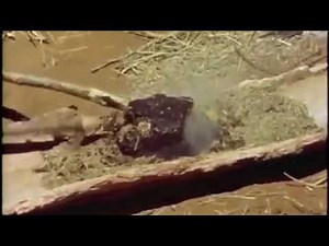 Australian Aboriginal use of spinifex resin