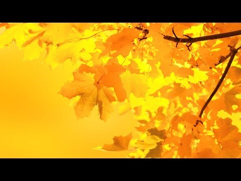 Joan Baez & Donovan - Colours (Live) (Lyrics) [HD]