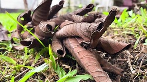 Ants Colony Nest On Dry Guava Stock Footage Video (100% Royalty-free) 1075359662 | Shutterstock