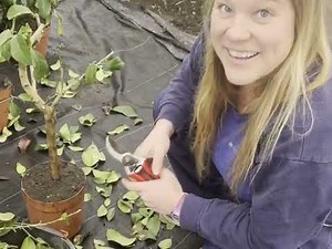 How to prune a severely frost damaged citrus tree