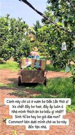 Làm thể nào để có bơ ngon như này? #shorts