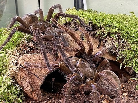 Theraphosa blondi first pairing The Goliath Bird Eater