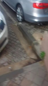 176K views · 1.5K reactions | Having a VW polo in South Africa is a nightmare shem爛just 30 minutes of parking when you come back you found your car like this iyooooooo   | Mr Style Sa | Facebook