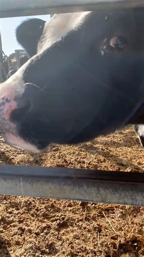 How to hypnotize a cow #cows #cow #cute #adorable #farming #animallovers #animas #farm