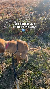 39K views · 56 reactions | saw a video once that said they use poop bags in the winter as hand warmers… is that a thing???  #goldenretriever #goldenpuppy #winter #dogthings #dog | Thegoldentillybean | Facebook