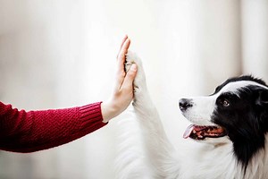What is Cooperative Care and How to Begin With Your Pet