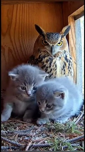 🦉 Unlikely Nanny! Two Kittens Adorably "Nest" with an Owl