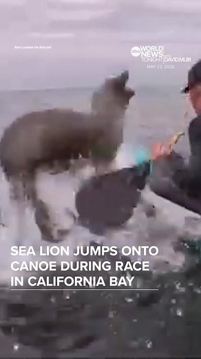 A sea lion swimming in California's Monterey Bay startled a canoe team by suddenly jumping onto their outrigger canoe mid-competition. Despite the surprise, the Outrigger Santa Cruz crew members continued rowing and placed third in the race. #WorldNewsTonight #sealion #MontereyBay #California #Outrigger