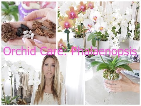 Orchid Care For Phalaenopsis: Watering, Repotting, Feeding, Flower Spikes