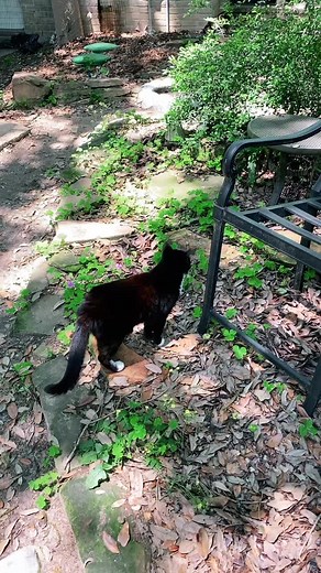 Look at all those chickens #xyzbca #copperscatcommune #lifeatthecommune #specialneedscats #catrescueandsanctuary #catsoftiktok #cats #meow #cat